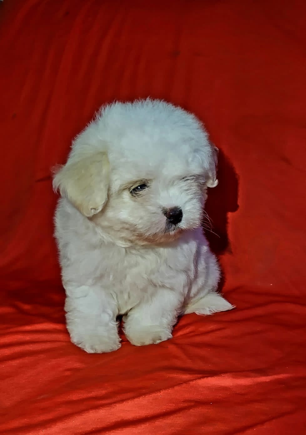 Maltese